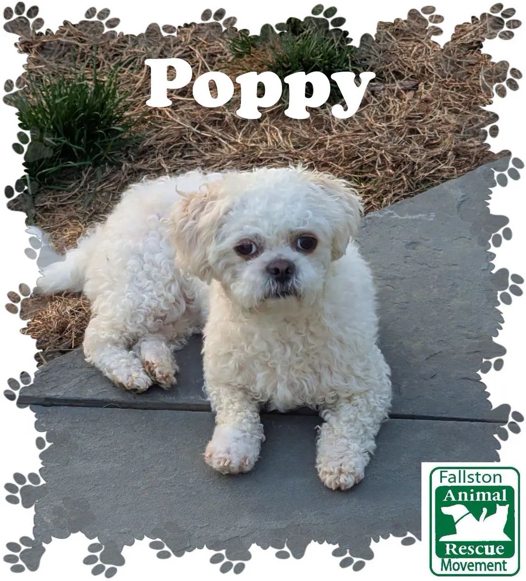 Poppy